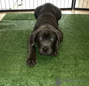 Photo №3. Canecorso puppies available. France