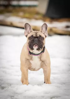 Photo №1. french bulldog - for sale in the city of Rybinsk | 683$ | Announcement № 5789