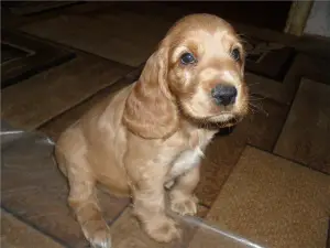 Photo №3. Puppies of the Cocker Spaniel breed English. Switzerland