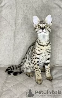 Photo №2 to announcement № 26055 for the sale of savannah cat - buy in Russian Federation from nursery