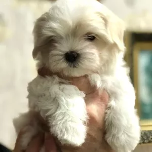 Additional photos: Maltese puppies girl and boy