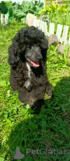 Photo №1. poodle (dwarf) - for sale in the city of St. Petersburg | 651$ | Announcement № 110368