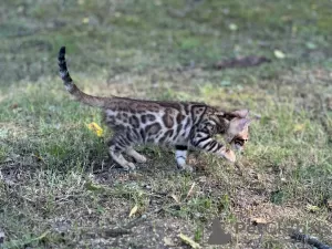 Photo №1. bengal cat - for sale in the city of Флоренция | negotiated | Announcement № 40290