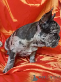 Photo №3. French Bulldog. Girl. 4 color genes. Belarus