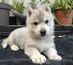 Photo №3. Shady and Shady siberian husky puppies. Russian Federation