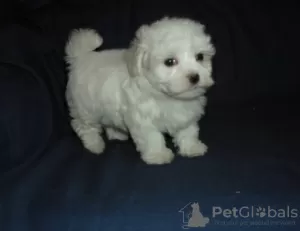 Photo №2 to announcement № 107509 for the sale of maltese dog - buy in Germany private announcement