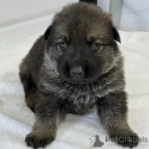 Photo №2 to announcement № 45709 for the sale of german shepherd - buy in Brazil private announcement