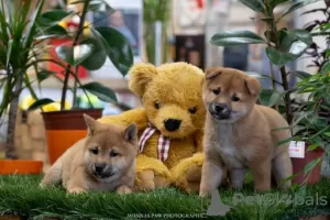 Photo №3. High quality Shiba Inu puppies. Serbia