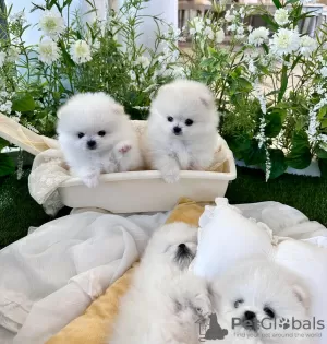 Photo №1. pomeranian - for sale in the city of Fort Myers | 400$ | Announcement № 110729