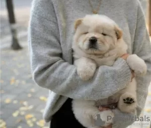 Photo №1. chow chow - for sale in the city of Rome | 370$ | Announcement № 110943