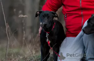 Additional photos: Buy an American Pit Bull Terrier puppy in Ukraine