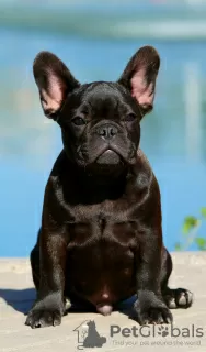 Photo №1. french bulldog - for sale in the city of Zaporizhia | 2325$ | Announcement № 71851