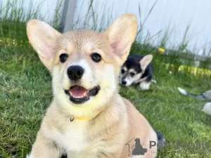 Photo №4. I will sell welsh corgi in the city of Италијани. private announcement - price - negotiated