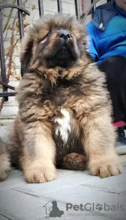 Additional photos: Tibetan Mastiff puppies