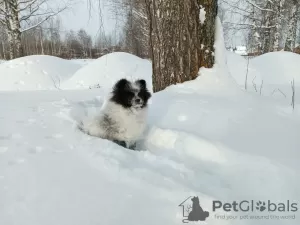 Additional photos: German Spitz, baby girl