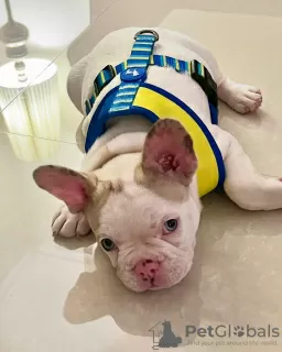 Photo №3. FEMALE FRENCH BULL DOG PUPPY. Guam