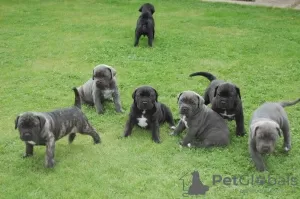 Photo №1. cane corso - for sale in the city of Kauniainen | Is free | Announcement № 129433