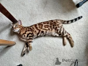 Additional photos: Bengal For Sale High Quality