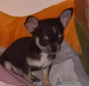 Photo №2 to announcement № 129066 for the sale of chihuahua - buy in Egypt private announcement