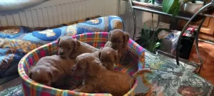 Additional photos: Cavapoo pappy f1 generation