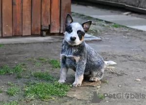 Additional photos: Australian Cattle Dog puppies