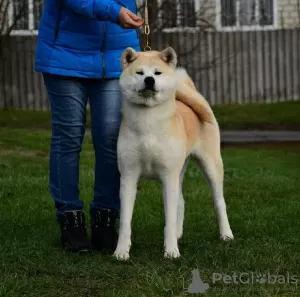 Photo №1. akita - for sale in the city of Cherkassky Bishkin | 3000$ | Announcement № 109359