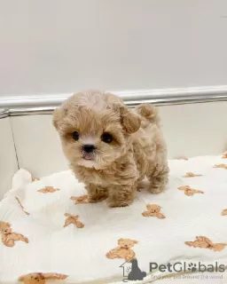 Photo №3. Adorable Teacup maltipoo puppy. Germany