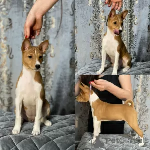 Additional photos: Basenji. Girls