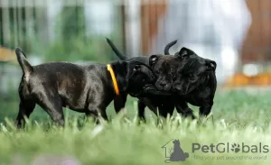 Photo №3. English Stafforshire Bull Terrier. Russian Federation