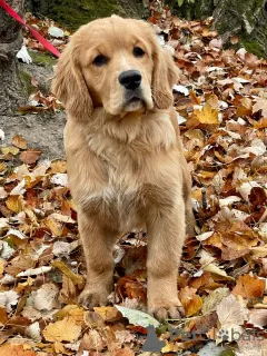 Additional photos: Girls Golden Retriever