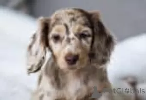 Photo №3. dachshund puppies for sale. Finland