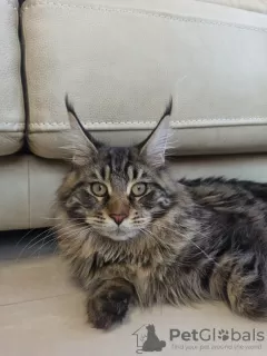 Additional photos: Sell Maine Coon A-22 cat