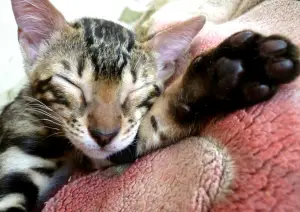 Photo №4. I will sell bengal cat in the city of Belgorod. from nursery - price - negotiated