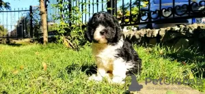 Photo №3. CAVAPOO tricolor puppy. Russian Federation