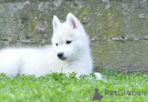 Additional photos: Siberian Husky puppies