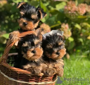 Photo №4. I will sell yorkshire terrier in the city of Helsinki. breeder - price - negotiated