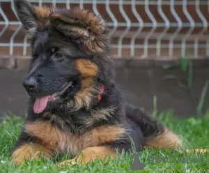 Additional photos: Gorgeous German Shepherd puppies