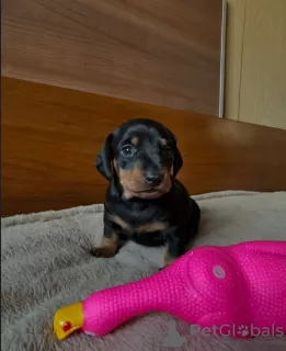 Photo №1. dachshund - for sale in the city of Дикирх | 424$ | Announcement № 129655