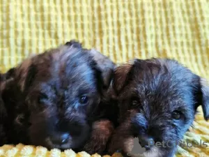 Additional photos: Miniature Schnauzer puppies