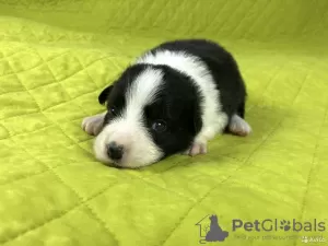 Additional photos: Border collie puppies, the smartest dog in the world