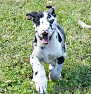 Photo №1. great dane - for sale in the city of Outokumpu | Is free | Announcement № 128372