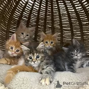 Photo №3. Healthy cute adorable Maine coon kittens available now for sell. United States