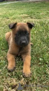 Additional photos: belgian shepherd puppies