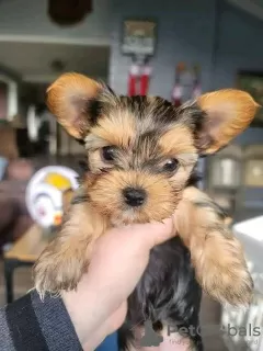 Photo №3. playful yorkie puppy. United States