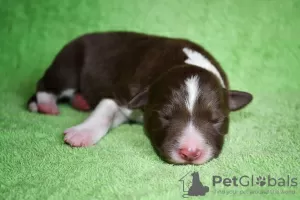 Photo №2 to announcement № 10037 for the sale of border collie - buy in Russian Federation breeder