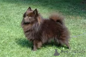 Photo №3. German Spitz Puppy Male. Finland