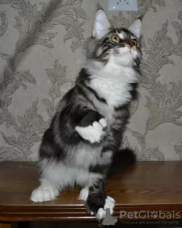 Photo №4. I will sell maine coon in the city of San Diego. from nursery - price - 3000$