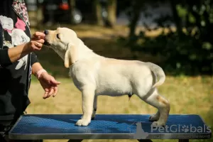 Additional photos: High quality Labrador Retriever puppies