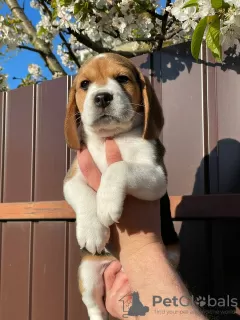 Additional photos: Adorable beagle puppy looking for his home and the most affectionate cuddles!