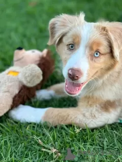 Photo №2 to announcement № 123110 for the sale of australian shepherd - buy in Australia breeder